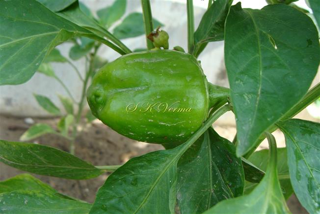  Fruit